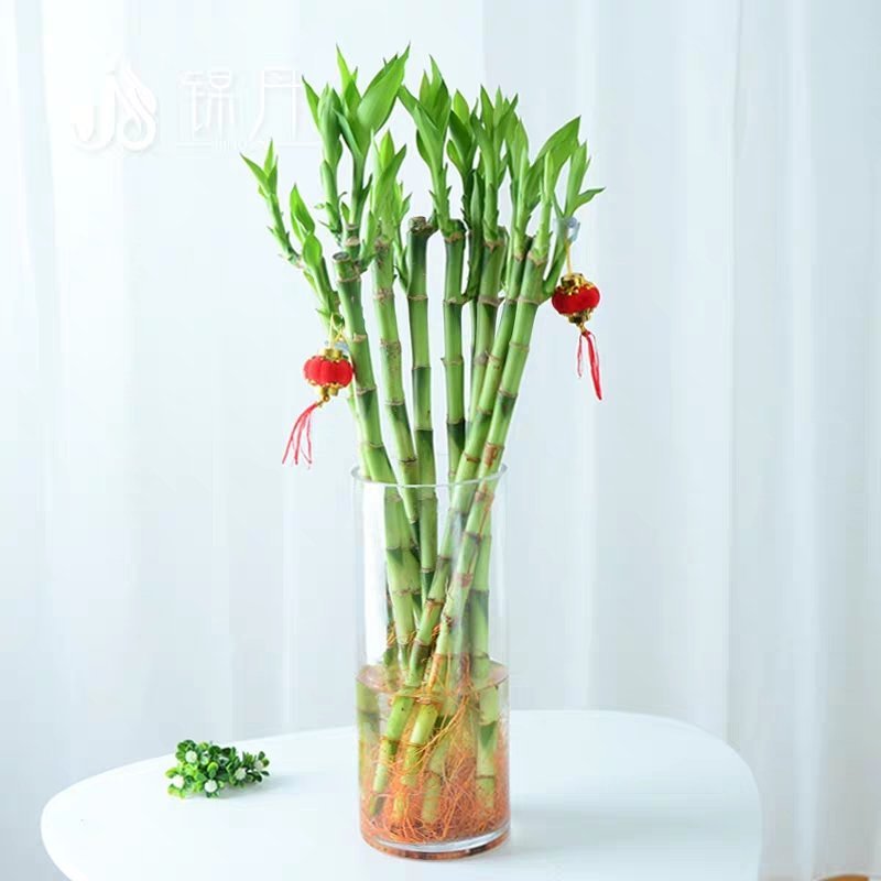开运竹带根富贵竹水培植物易养活