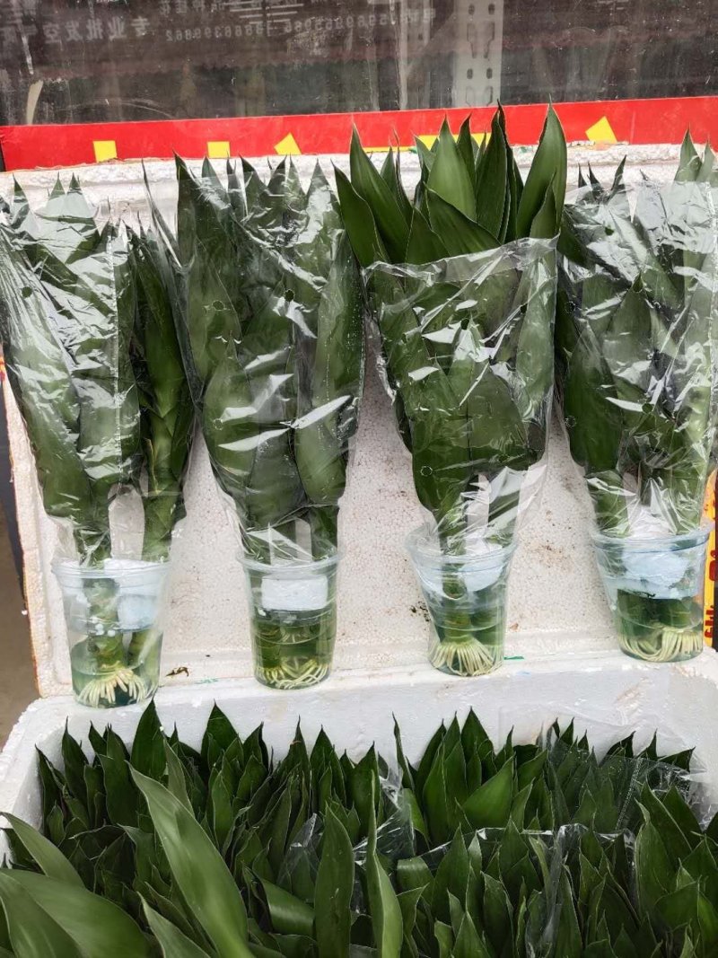 水培观音竹带根好养活莲花竹