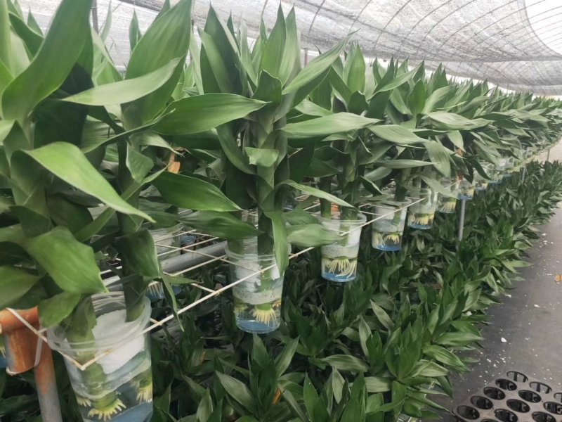 水培观音竹带根好养活莲花竹