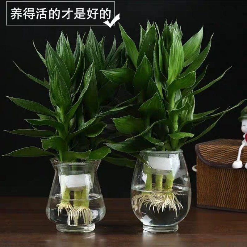 水培观音竹带根好养活莲花竹