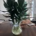 水培观音竹带根好养活莲花竹