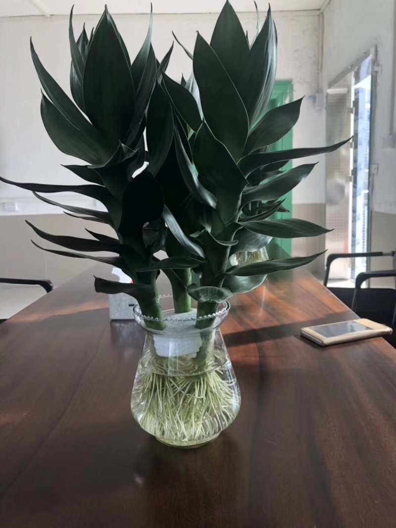 水培观音竹带根好养活莲花竹