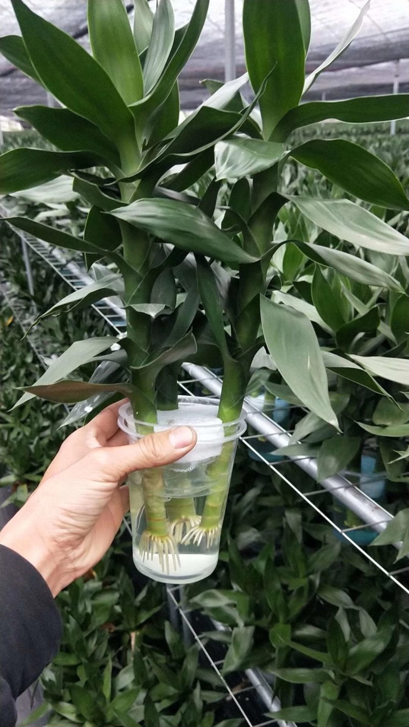 水培观音竹带根好养活莲花竹