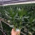 水培观音竹带根好养活莲花竹