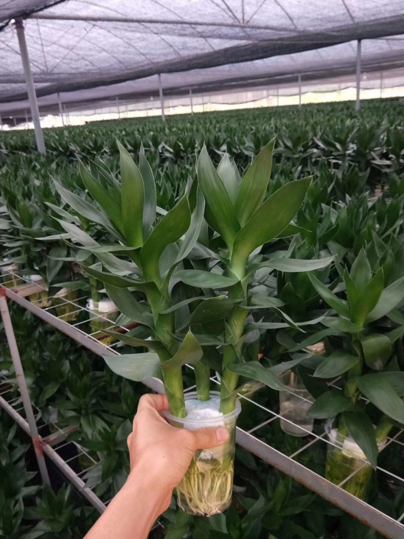 水培观音竹带根好养活莲花竹