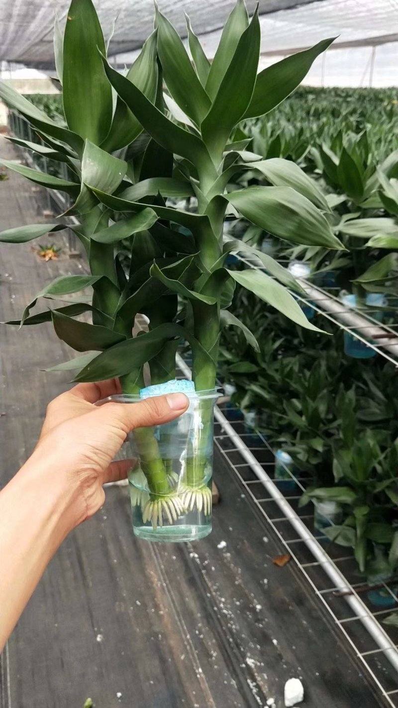 水培观音竹带根好养活莲花竹