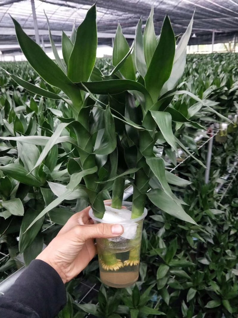 水培观音竹带根好养活莲花竹