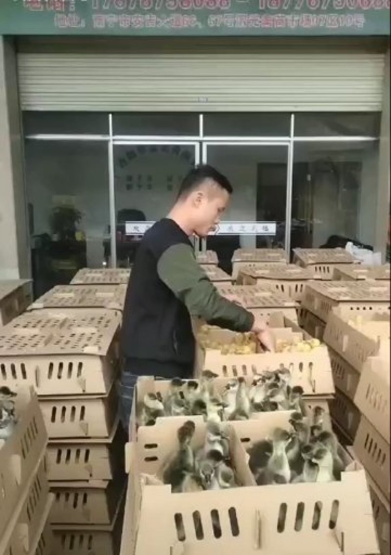 马冈鹅苗阳江鹅苗【货到付款\企业认证放心苗】