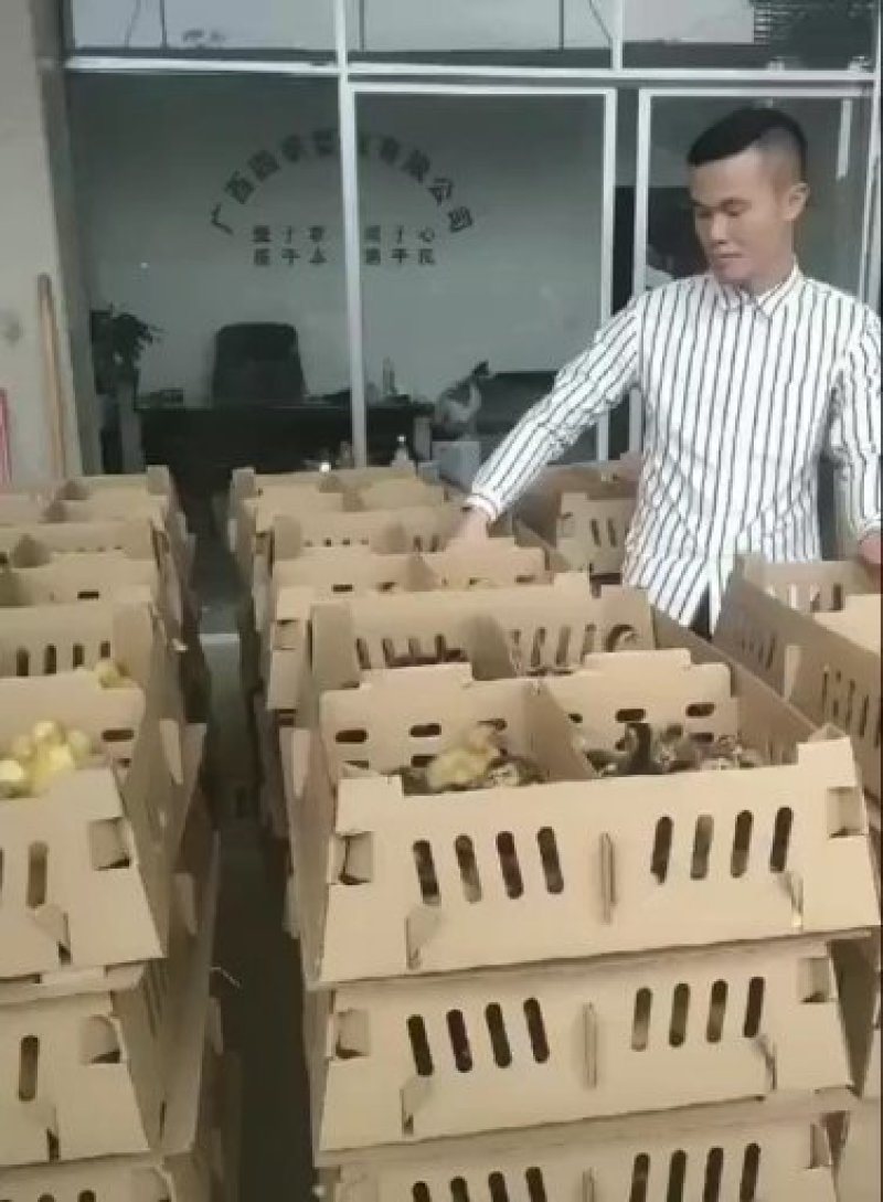 马冈鹅苗阳江鹅苗【货到付款\企业认证放心苗】