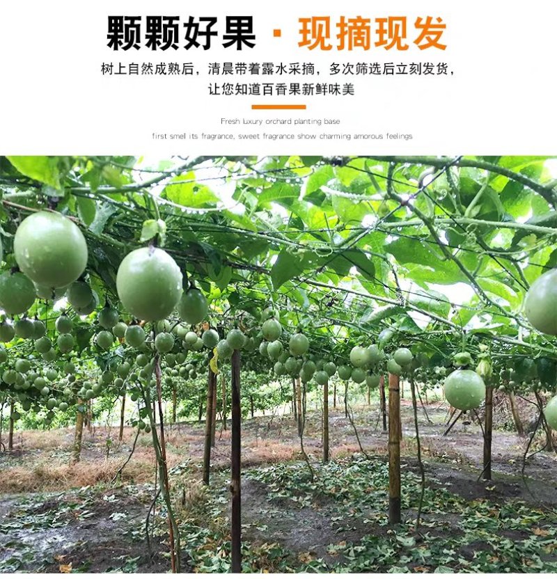 广西百香果热带水果新鲜西番莲鸡蛋果现摘5斤精选大红果酸爽
