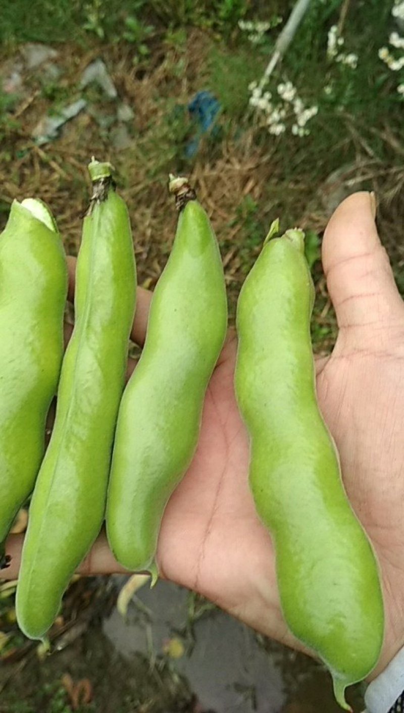 蚕豆