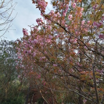 浙江宁波樱花