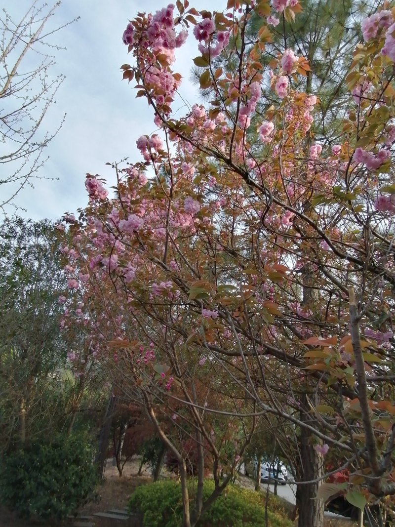 浙江宁波樱花