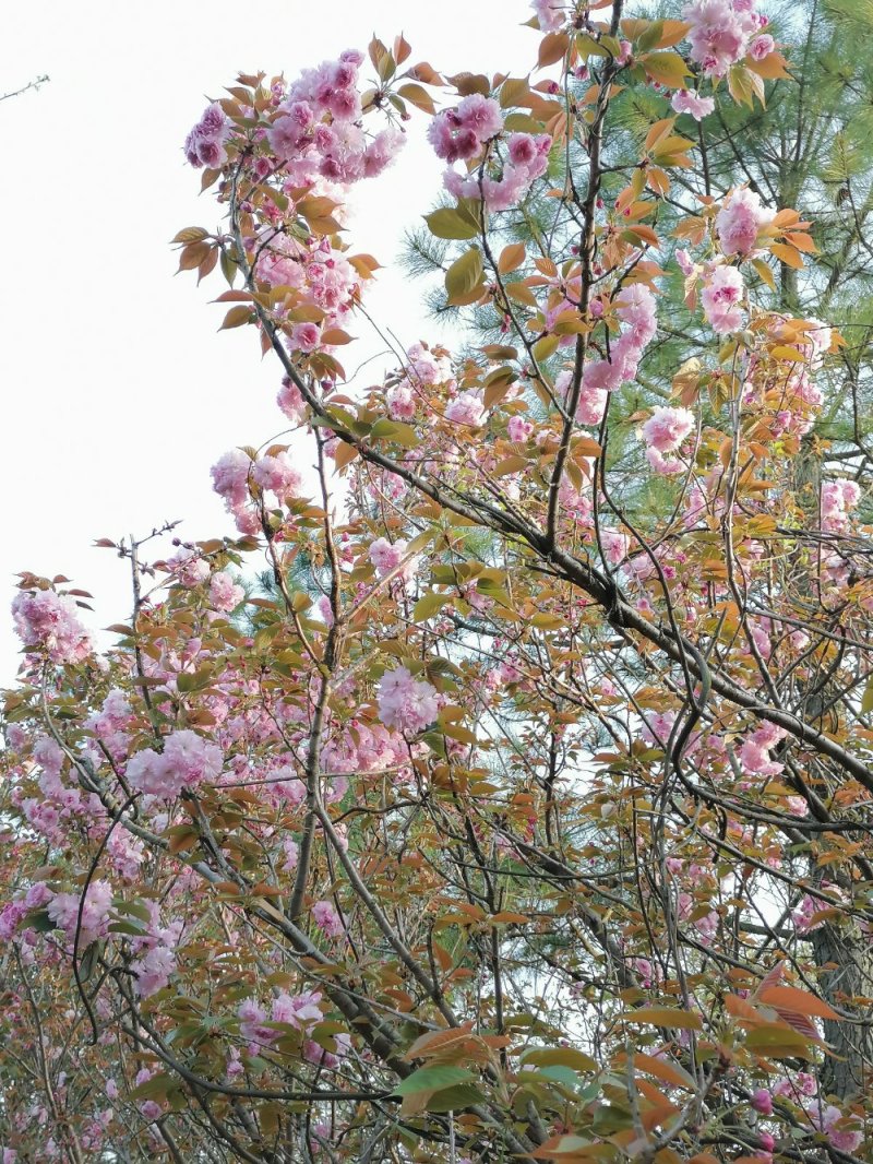 浙江宁波樱花