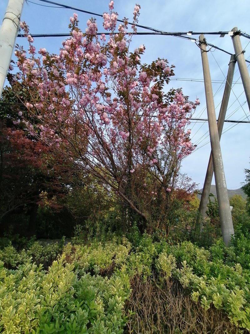 浙江宁波樱花