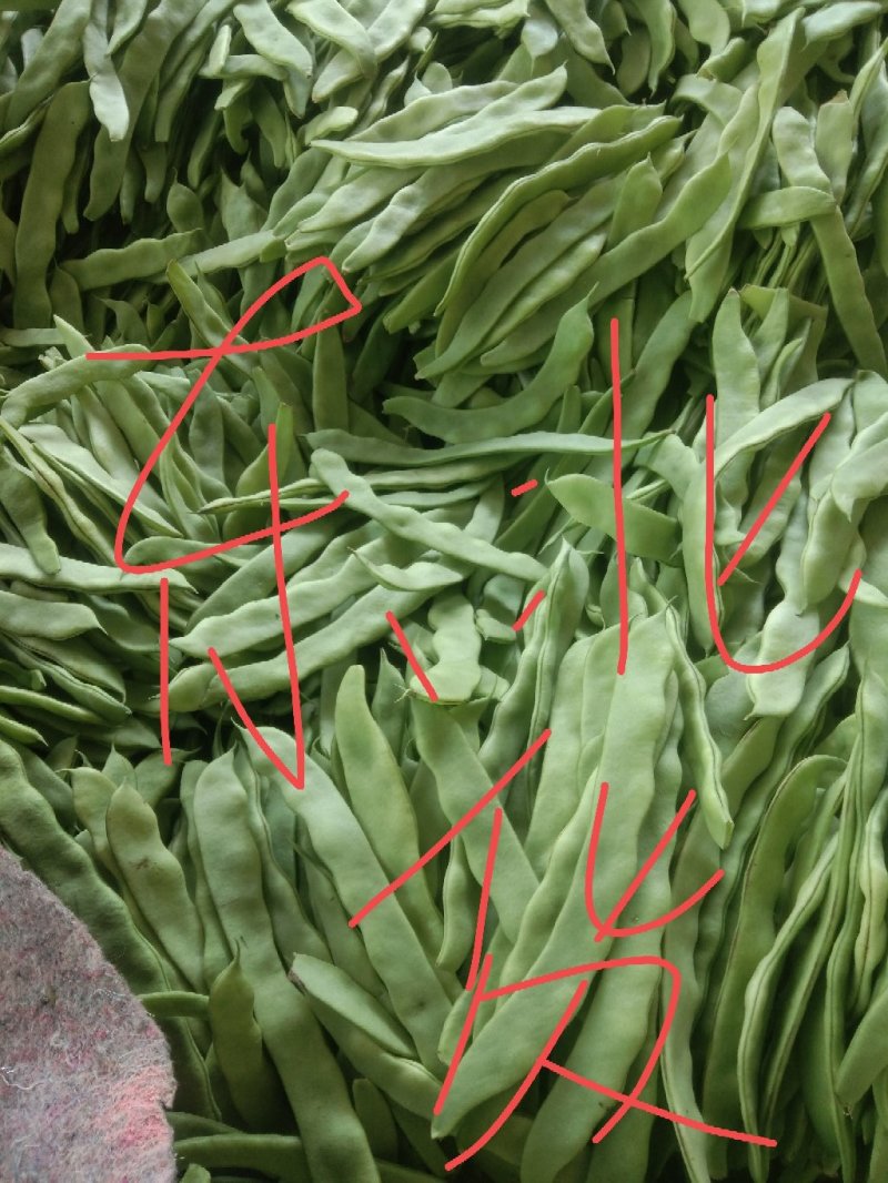 大扁芸豆