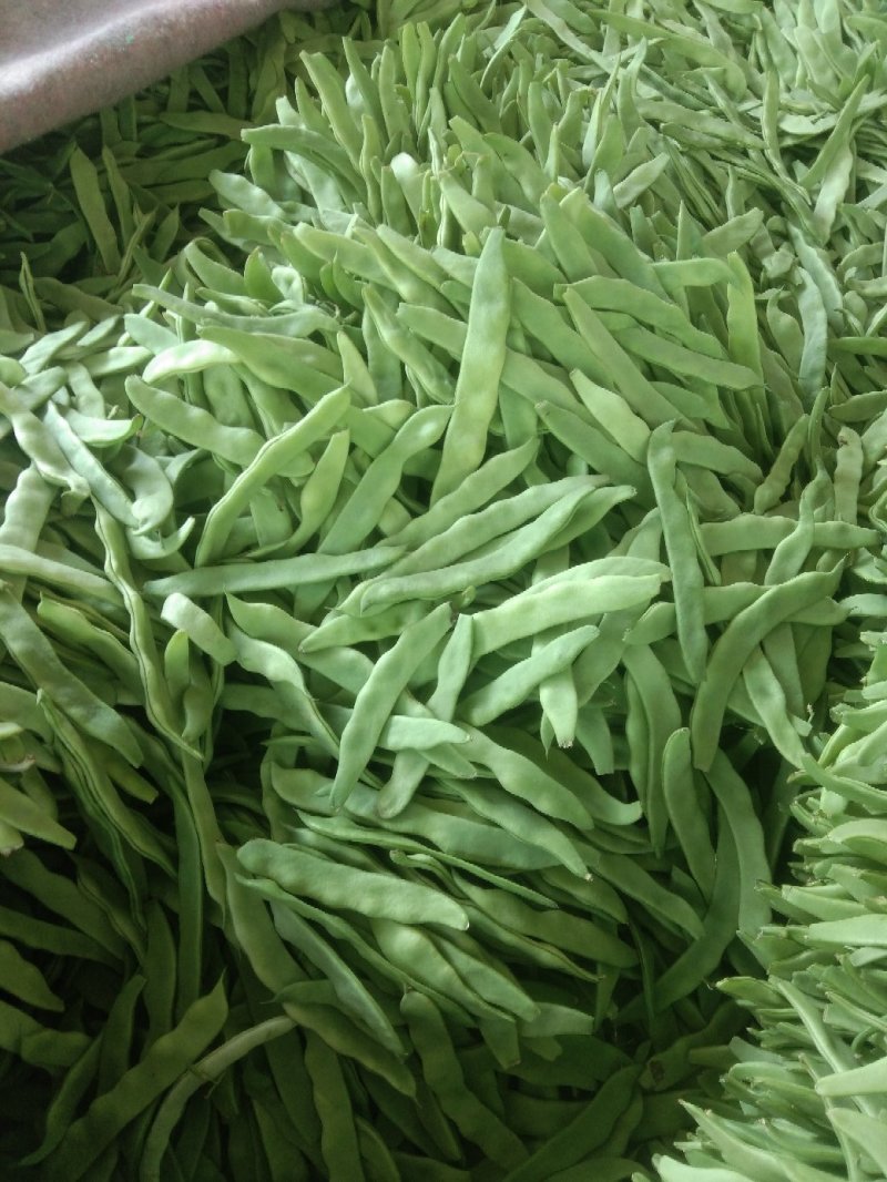大扁芸豆