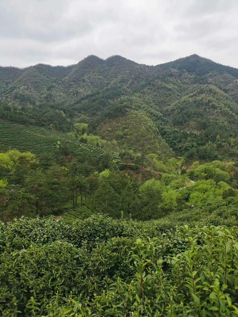 信阳原生态茶，大别山深山茶。正宗信阳毛尖绿茶，本厂直发。