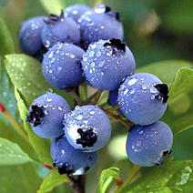 【蓝莓】杭州原生态露天蓝莓一手货源产地直供口感香甜