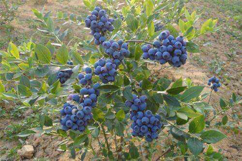 【蓝莓】杭州原生态露天蓝莓一手货源产地直供口感香甜