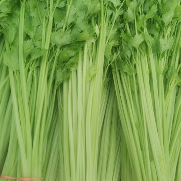 代收山芹