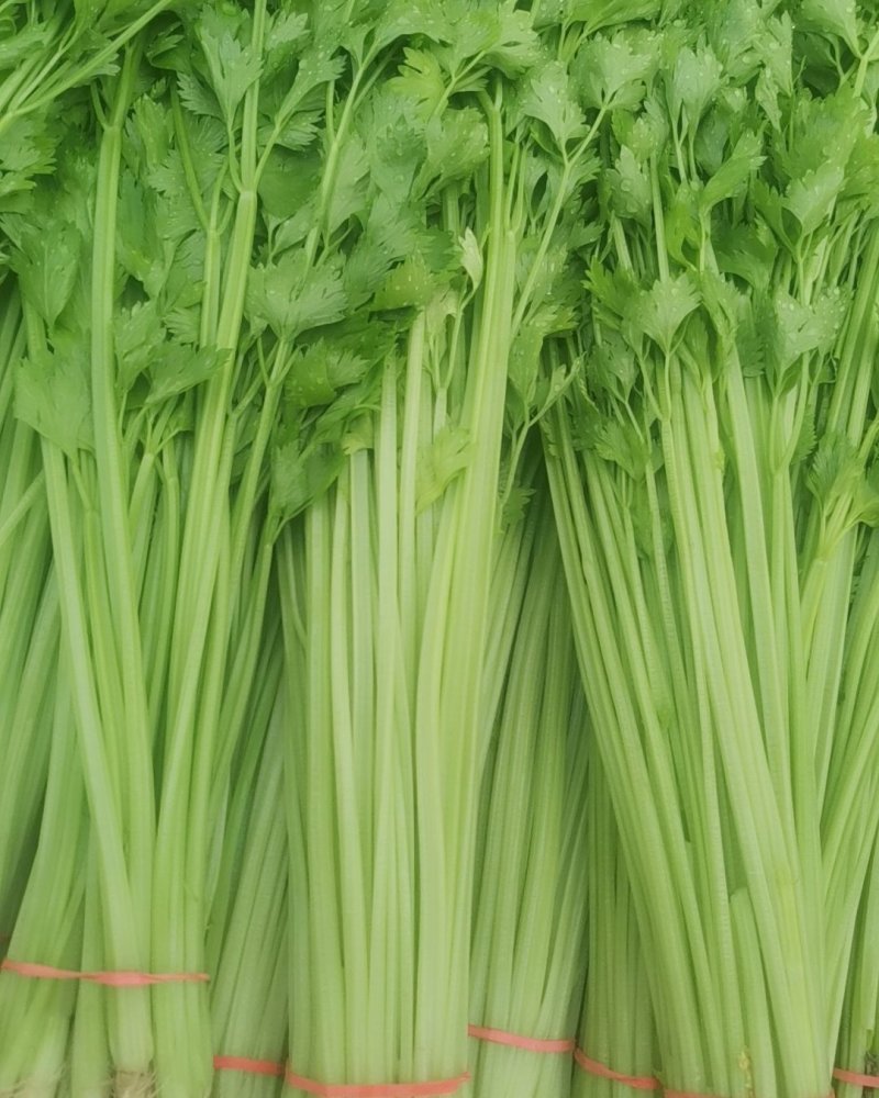 代收山芹