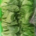 代收山芹
