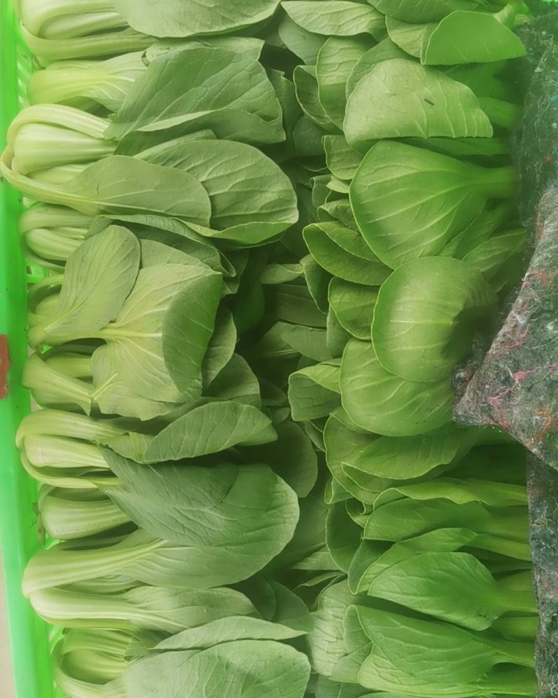 代收山芹