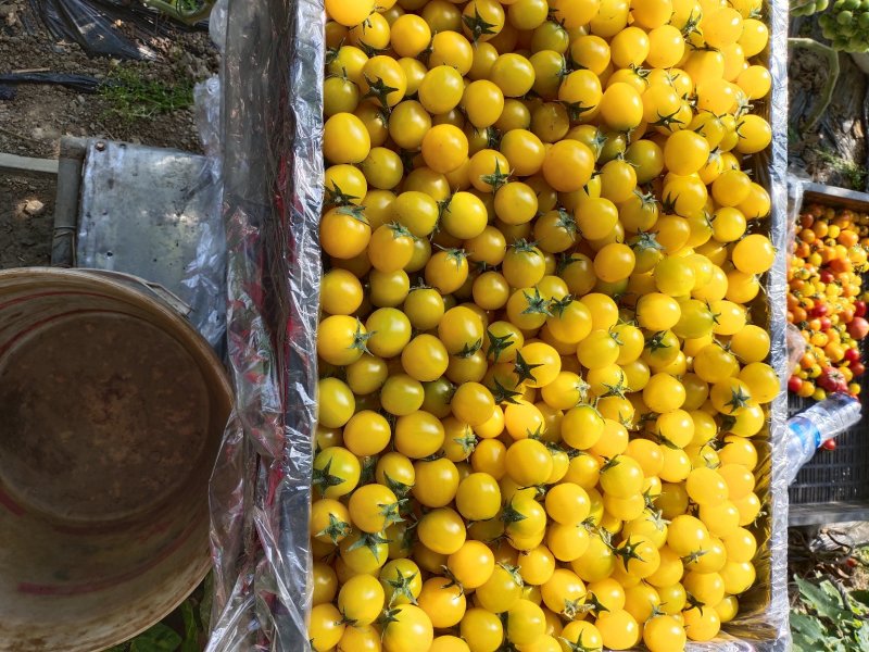 盘锦黄圣女果黄姑娘小柿子口感质量好品类全现摘现发欢迎合作