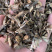 漏芦东北货甘肃货批发各种中药材量大从优