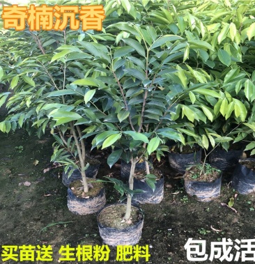 名贵树苗正宗奇楠沉香树苗越南奇楠沉香树苗绿化树苗盆栽原土