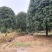 1公分至30公分精品桂花基地