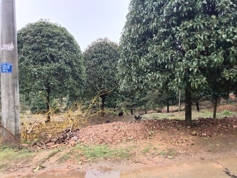 1公分至30公分精品桂花基地