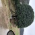 1公分至30公分精品桂花基地