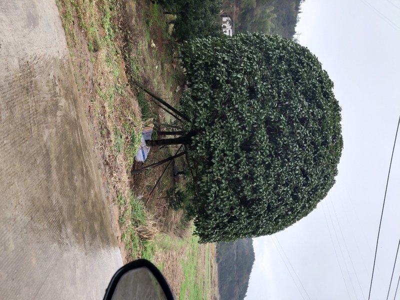 1公分至30公分精品桂花基地