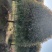 1公分至30公分精品桂花基地