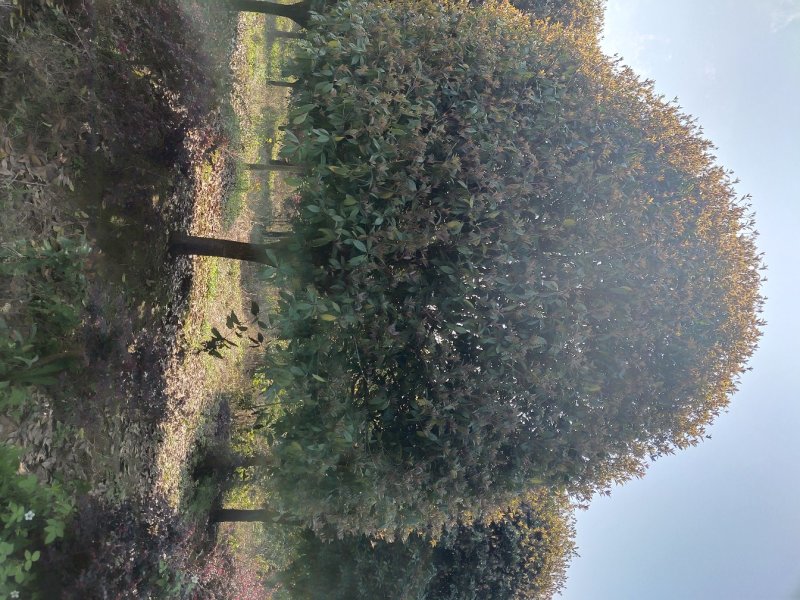 1公分至30公分精品桂花基地