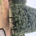 1公分至30公分精品桂花基地