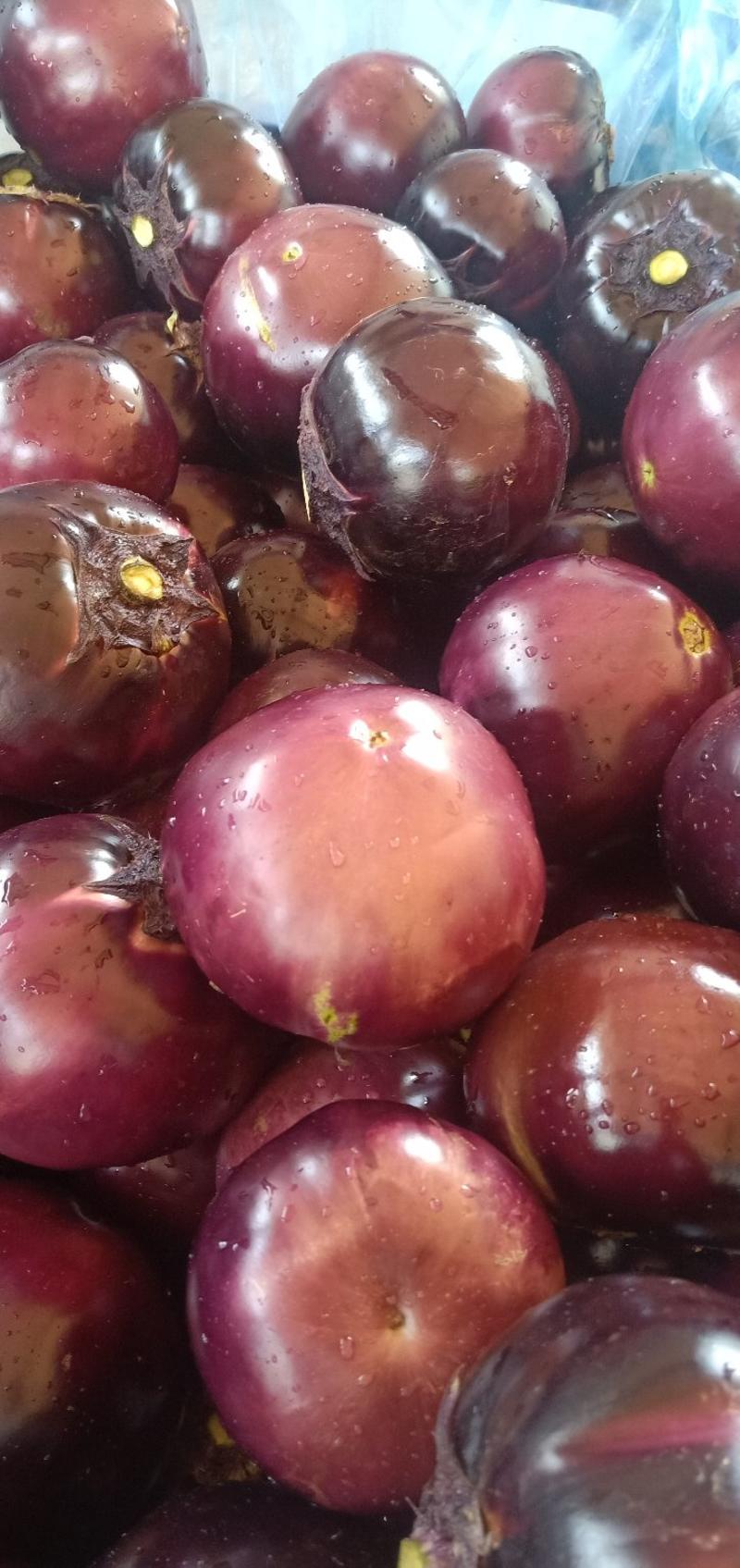 紫光圆茄茄子冷棚温室产地直发