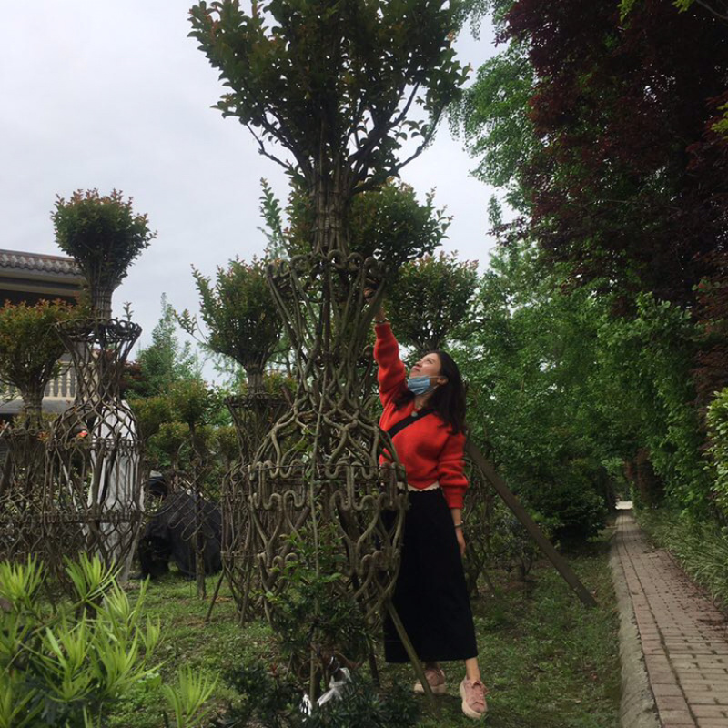 紫薇造型紫薇花瓶紫薇中国结紫薇福禄寿喜字
