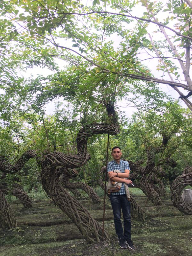 紫薇造型紫薇花瓶紫薇中国结紫薇福禄寿喜字