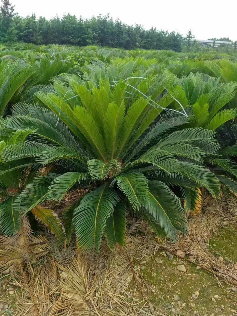 【推荐】苏铁，规格齐全，交通方便，服务周到，价格合理