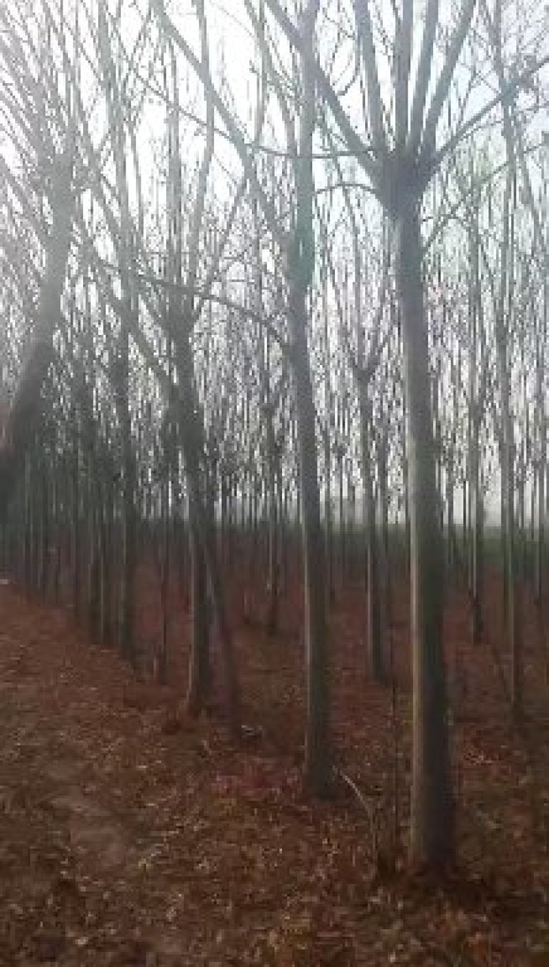 四季秀种养殖合作社急售栾树