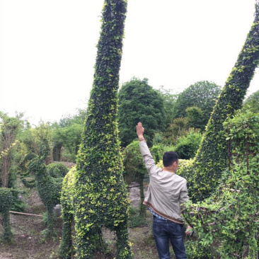 小叶女贞植物造型小叶女贞动物造型小叶女贞造型