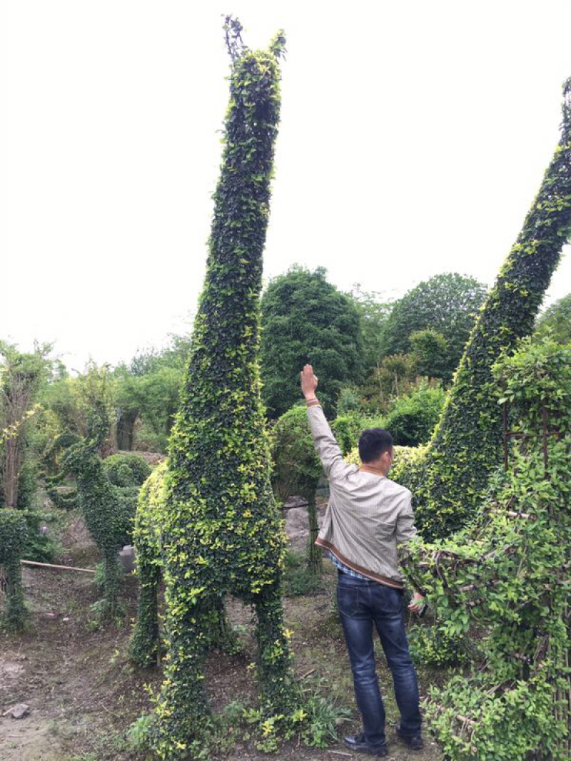 小叶女贞植物造型小叶女贞动物造型小叶女贞造型