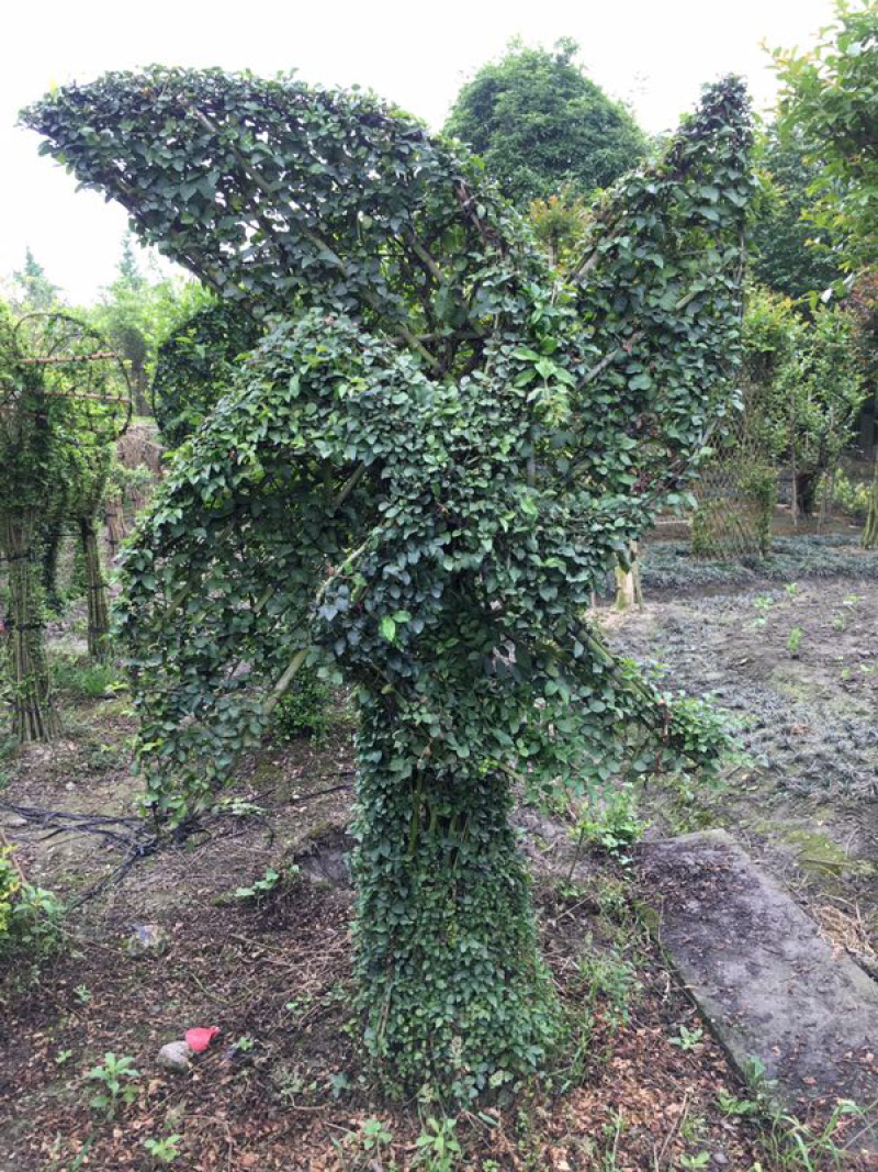 小叶女贞植物造型小叶女贞动物造型小叶女贞造型