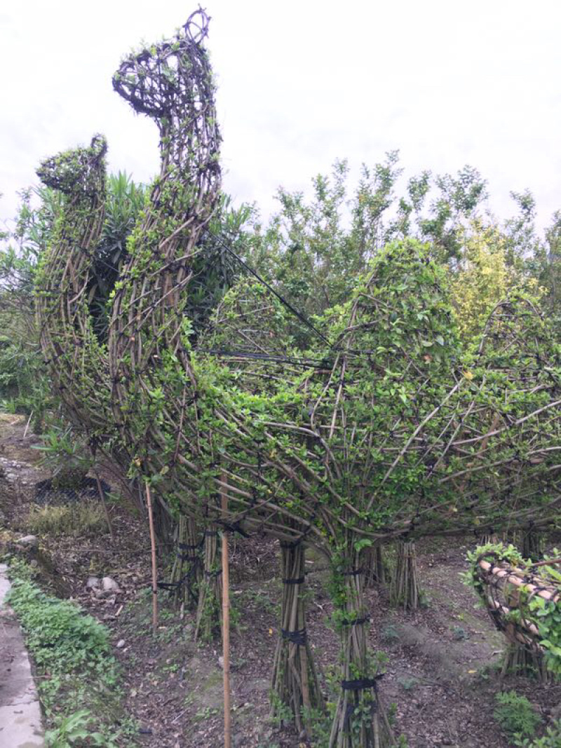 小叶女贞植物造型小叶女贞动物造型小叶女贞造型