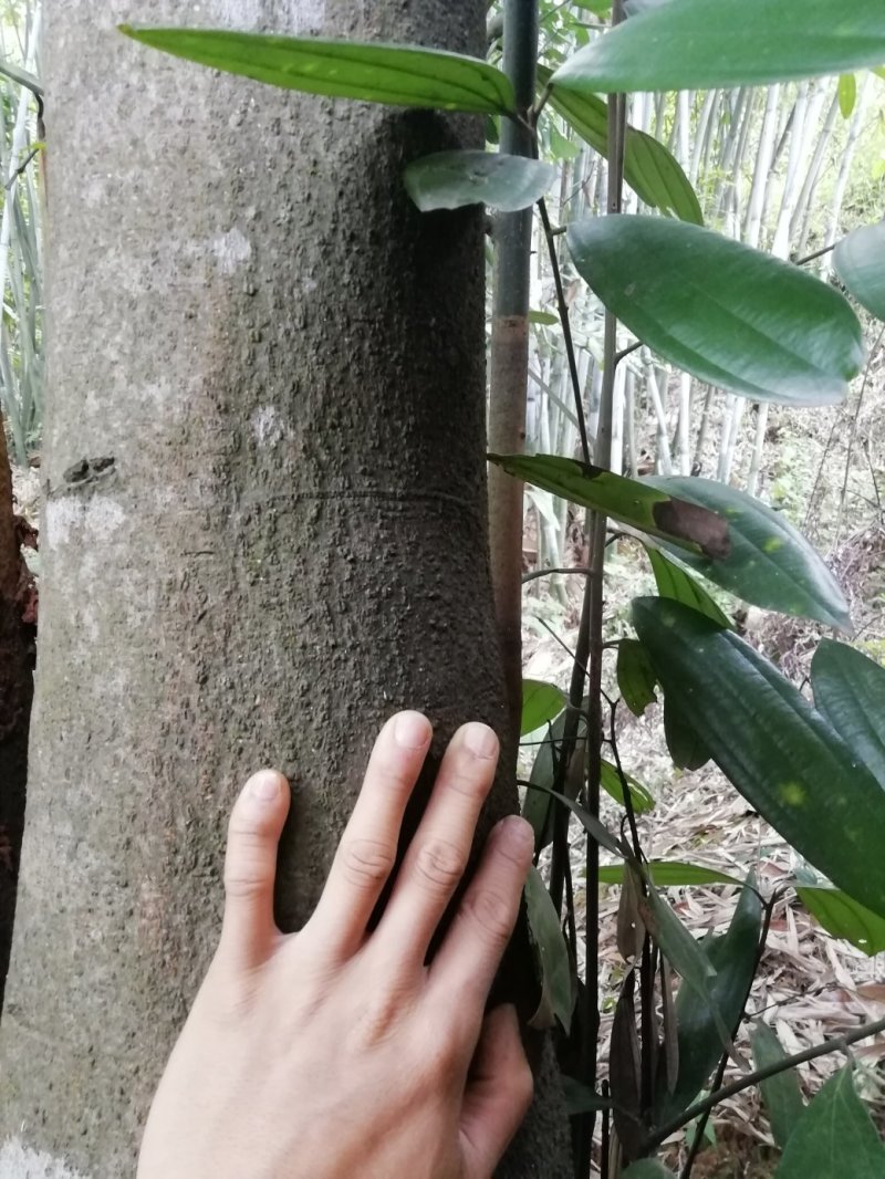 桂皮