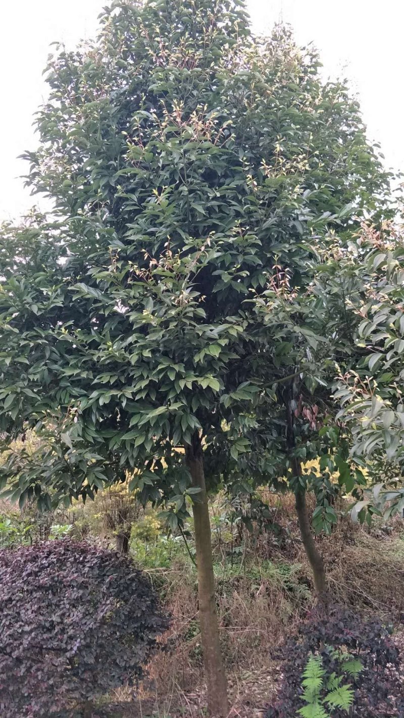 大量供应天竺桂天竺桂天竺桂有需要的联系