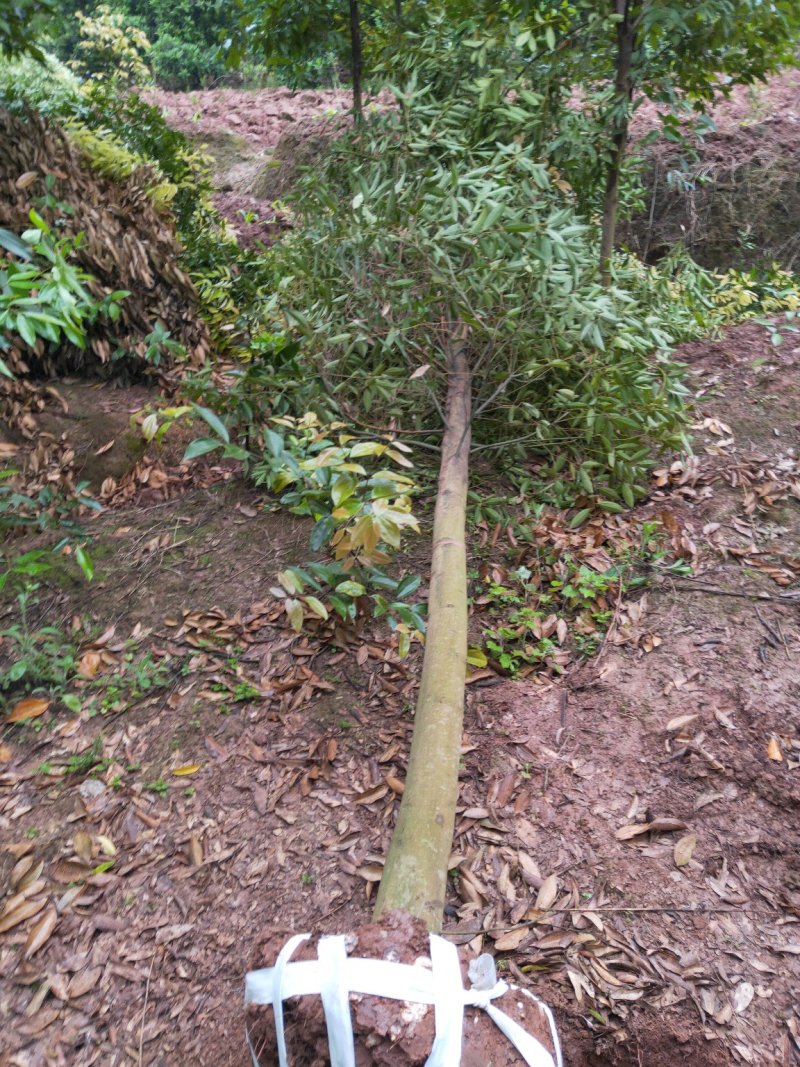 大量供应天竺桂天竺桂天竺桂有需要的联系